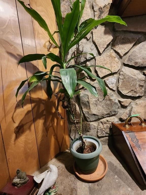 Large LIVE House Plant