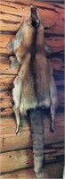 Wild Red Fox Tanned Pelt Wall Decor