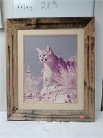 Framed mountain lion photo
