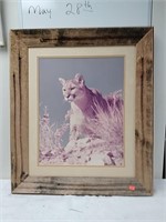 Framed mountain lion photo