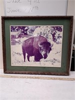 Framed winter buffalo photo