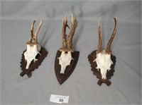 3 Antique European Roe Deer Mounts