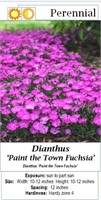 5 Paint the Town Fuchsia Purple Dianthus Plants