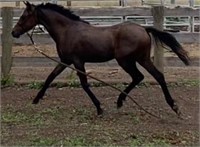 (VIC) WELSH FILLY