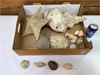 Assorted Shells & Starfish