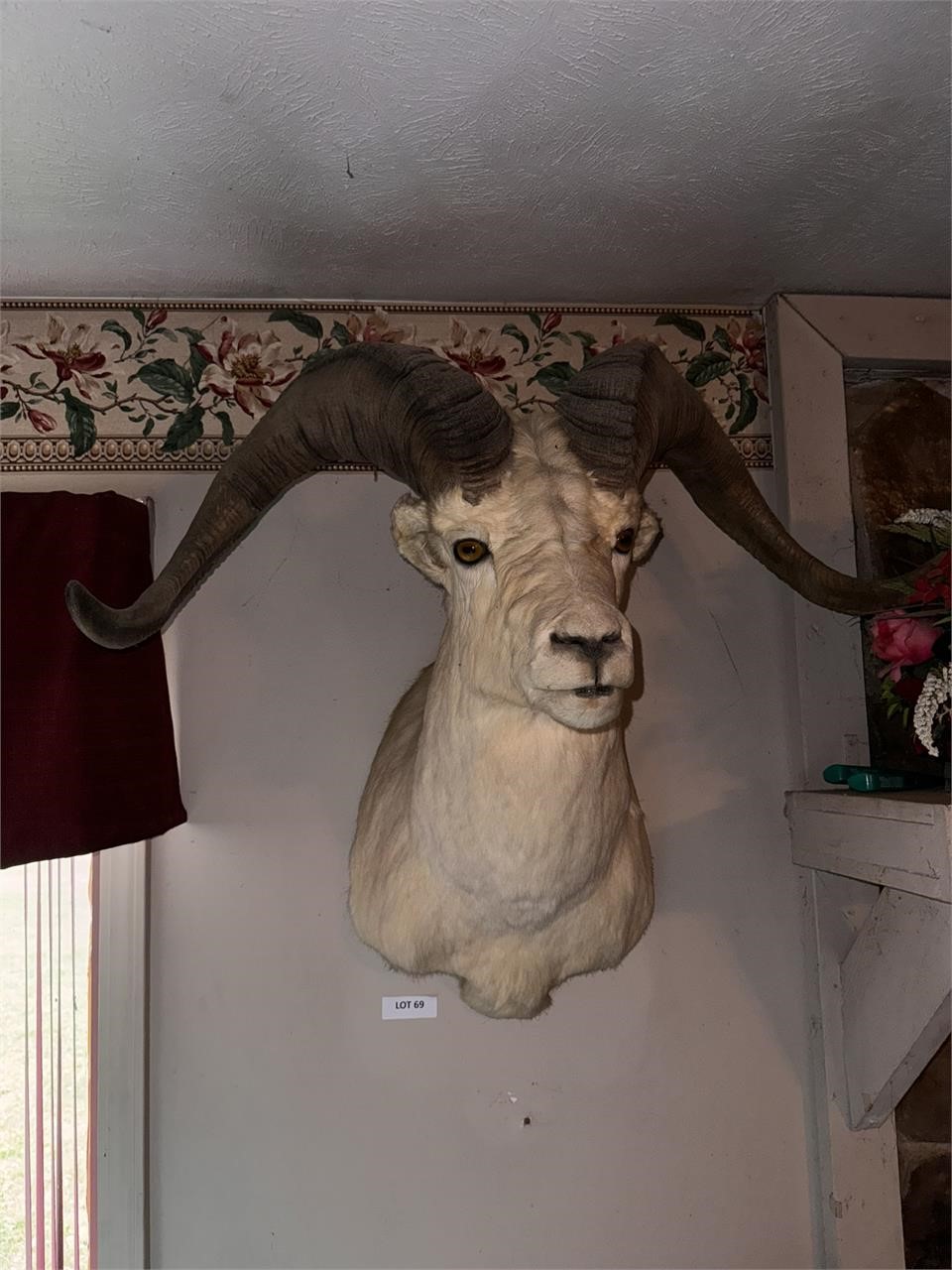 Big Horn Sheep Mount