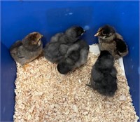 5 Unsexed-Barnyard Mix Chicks-05/20/2024