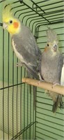 Pair-Cockatiels-Proven pair