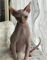 Female-Sphynx Female Kitten- 20 weeks old, intact