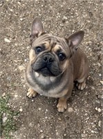 Male-French Bulldog-Intact,1 year old