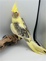 Unsexed-Baby Cockatiel-Handfed, pied