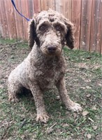 Female-Moyen Poodle-Intact, 2 years, due in 5 week