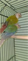 Pair-Pineapple & Blue Pineapple Conures-Proven