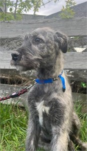Male-Irish Wolfhound Puppy-12 weeks, intact