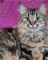 Female-Maincoon x Persian-Intact, 3 years