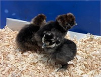 3 Unsexed-Polish x Silkie Chicks-05/24/2024