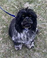 Female-Cocker Spaniel-Intact, 2 years, blue roan