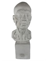 Hand Made Plaster Human Anatomy Head Bust