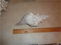 CONCH SHELL