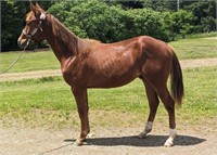 Skipa Rock Verse - 2023 Sorrel APHA Stallion VIDEO