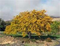 HONEY LOCUST TREES