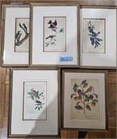 5 VARIOUS FRAMED BIRD PRINTS