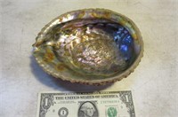 7" Alibone Sea Shell