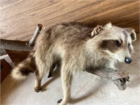 Taxidermy raccoon , has a broken ear