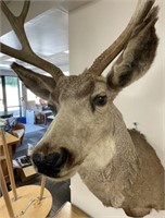 VERY LARGE 8 POINT BUCK MOUNT