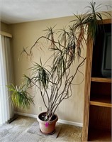 Very Large House Plant