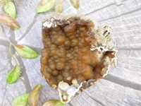 FOSSILIZED CORAL ROCK STONE LAPIDARY SPECIMEN