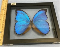 6" blue framed butterfly      (2)