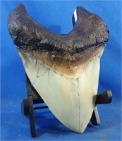 Replica Megalodon tooth with display stand