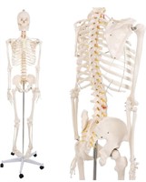 SKELETON STAND 180CM LIFE SIZE MODEL, STANDING