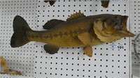 Largemouth Bass Fish Mount Taxidermy