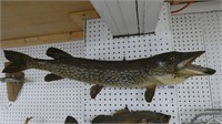 Northern Pike Fish Mount Taxidermy