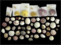 Large Lot Shells Noble Scallop Chlamys Nobilis