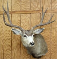 Western Wyoming mule deer shoulder mount,