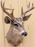 Taxidermy 12-Pt. Deer Stag Bust Mount Trophy