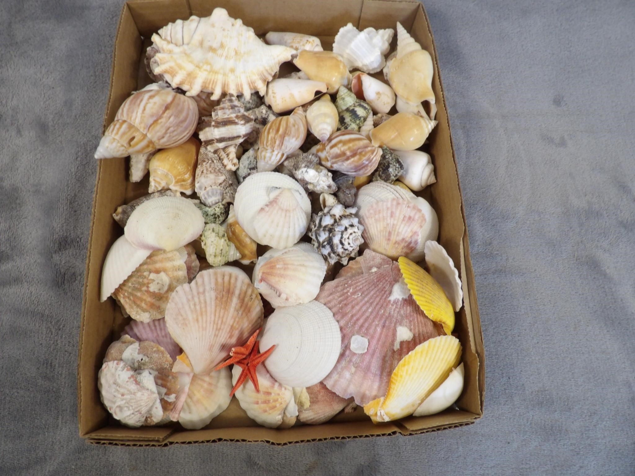 Flat of Seashells w/ Starfish