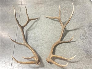 6 Point Elk Antlers, @ 44 in long