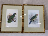 2pc Bird Engravings: Parrot, Parakeet