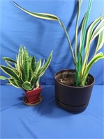 2 Potted Snake Plants-Large one 39"H