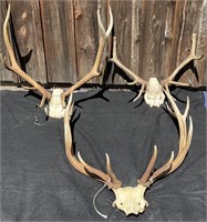 Assortment of Elk Antlers