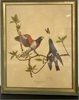 Ray Harm - Rose-breasted Grosbeak Print