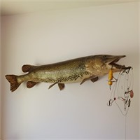 Taxidermy Northern pike Wall Mount w/Lure