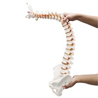 Ultrassist Life Size Human Spine Model, 34"