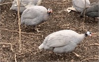 Pair-Lavender Guinea Fowl- 2023 hatch