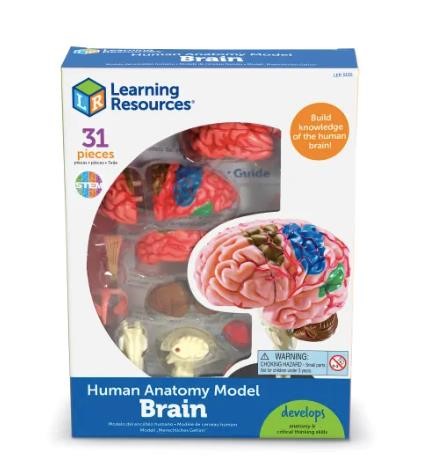 Learning resources human anatomy model brain $30