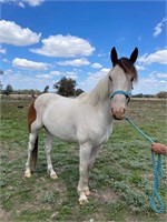 (VIC): BATMAN - Paint/QH Gelding